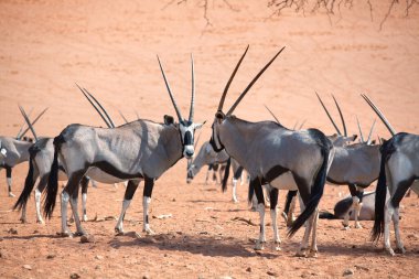 Namib Çölü 'nün turuncu kumu üzerinde uzun boynuzlu Afrika antilobu sürüsü Namibya, Güney Afrika' da safari.