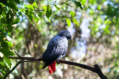 Afrika gri papağanı ya da Psittacus erithacus yeşil ağacın arka planında otururken yakın plan, ormanda kırmızı kuyruklu gri muhabbet kuşu, kuş kafesi kuşları, Batı Burnu, Güney Afrika