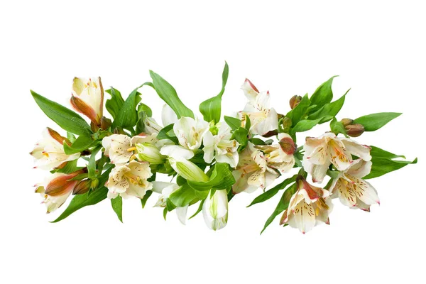 Цветки Белой Альстромерии Ветви Белом Фоне Выделены Крупным Планом Букет — стоковое фото