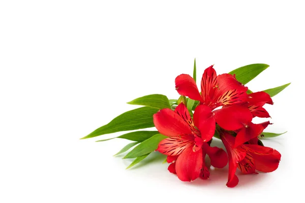 Flores Alstroemeria Vermelha Fundo Branco Isolado Closeup Lírio Rosa Brilhante — Fotografia de Stock