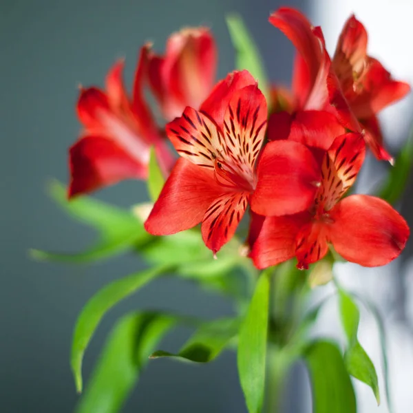 Red alstroemeria flowers with green leaves on gray background close up, bright pink lily flower bunch for decorative holiday poster, red lilies floral arrangement for greeting card design