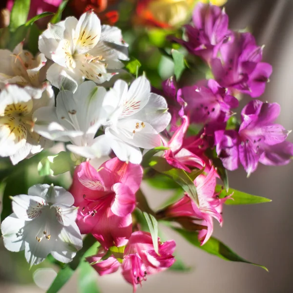 Weiße Und Bunte Lilienblüten Auf Verschwommenem Hintergrund Nahaufnahme Weiche Fokus — Stockfoto