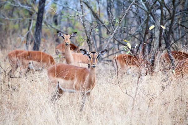 Mandria Antilopi Impala Femminili Erba Beige Alberi Sfondo Cielo Blu — Foto Stock