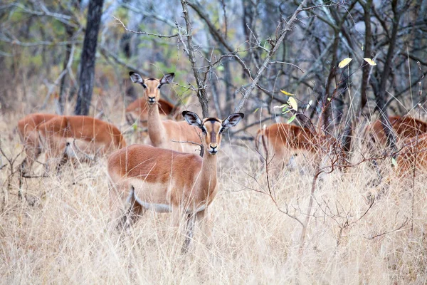 Manada Antílopes Impala Hembra Sobre Hierba Beige Árboles Fondo Cielo —  Fotos de Stock