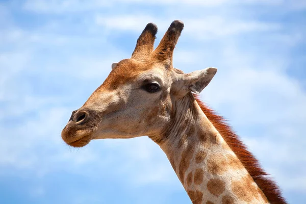 Cabeça Girafa Céu Azul Com Nuvens Brancas Fundo Close Safari — Fotografia de Stock