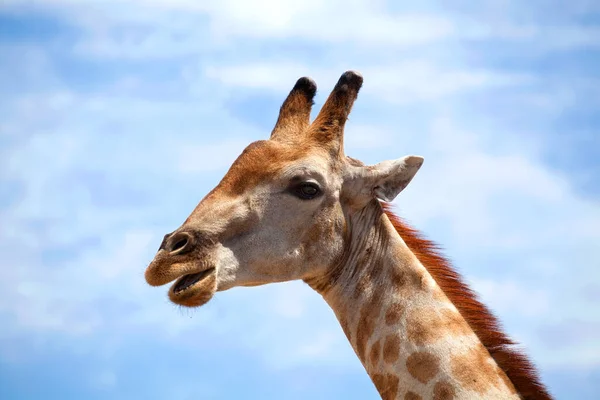 Tête Girafe Bouche Ouverte Sur Ciel Bleu Avec Nuages Blancs — Photo
