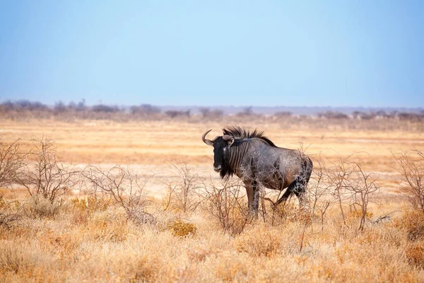 One Wildebeest Yellow Grass Blue Sky Background Close Etosha National — 스톡 사진