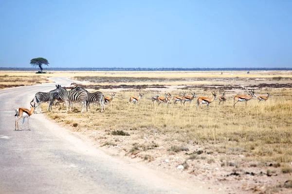 Herd Wild Animals Zebras Impala Antelopes Field Road Safari Etosha — 스톡 사진