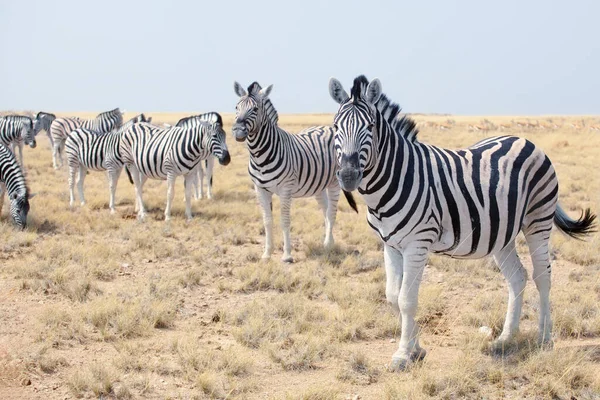 Rebanho Belas Zebras Pastando Savana Fundo Azul Céu Closeup Safari — Fotografia de Stock