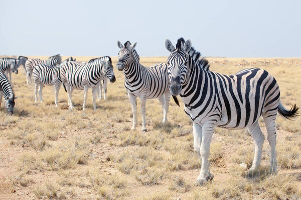 Herd of beautiful zebras grazing in savannah on blue sky background closeup, safari in Etosha National Park, Namibia, Southern Africa