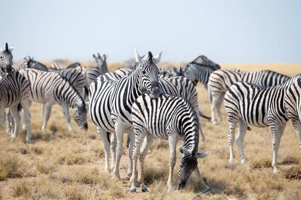 Herd Beautiful Zebras Grazing Savannah Blue Sky Background Closeup Safari — Stock fotografie