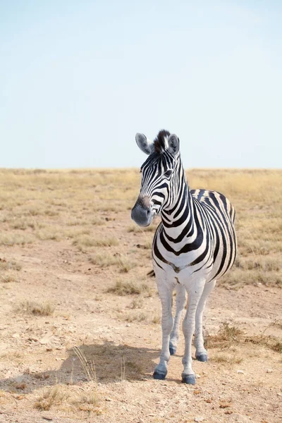 Uma Bela Zebra Savana Fundo Azul Céu Close Safari Etosha — Fotografia de Stock
