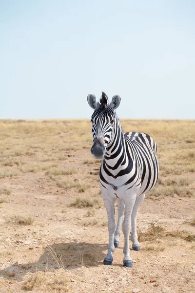 Uma Bela Zebra Savana Fundo Azul Céu Close Safari Etosha — Fotografia de Stock