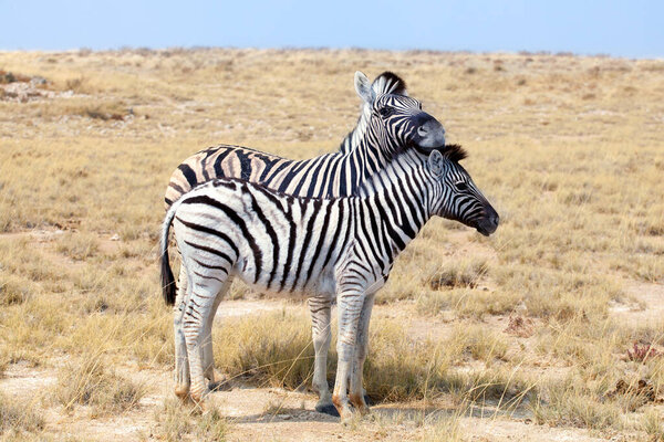 Two zebras stand next to each other close up in savanna, safari in Etosha National Park, Namibia, South Africa
