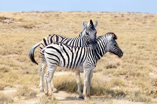Two Zebras Stand Next Each Other Close Savanna Safari Etosha — Zdjęcie stockowe