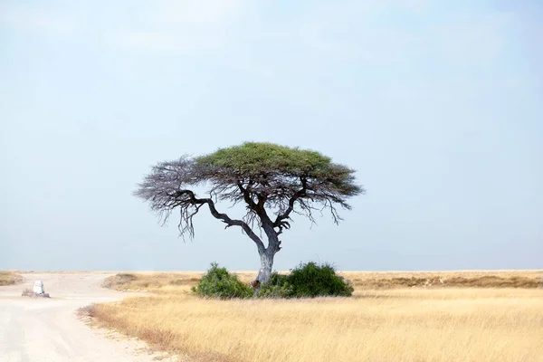 Одинокое Зелёное Дерево Акации Пустая Дорога Желтом Пустынном Поле Голубом — стоковое фото