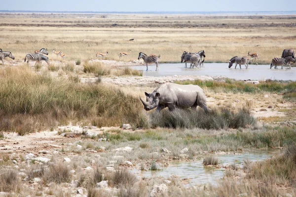 Rhinoceros Δύο Χαυλιόδοντες Και Κοπάδι Ζέβρες Και Impala Αντιλόπες Etosha — Φωτογραφία Αρχείου