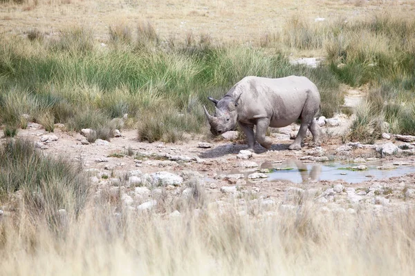 Носорог Двумя Бивнями Национальном Парке Этоша Намибия Идет Пить Воду — стоковое фото
