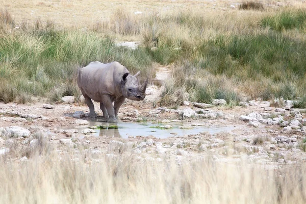 Носорог Двумя Бивнями Национальном Парке Этоша Намибия Стоящий Высыхание Озера — стоковое фото