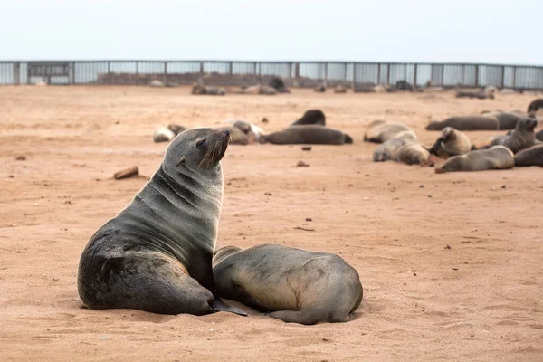 Colony of Eared Brown Fur Seals at Cape Cross, Skeleton Coast, Atlantic ocean, national park and Cape fur seals reserve protected area in Namibia, South Africa, fur seals rookery on sand close up