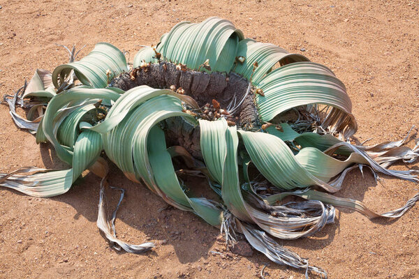 Большой красивый цветущий цветок Welwitschia mirabilis на желтом песке пустыни Намиб задний вид сверху вблизи, древние эндемичные пустынные растения Намибии и Анголы, Южная Африка

