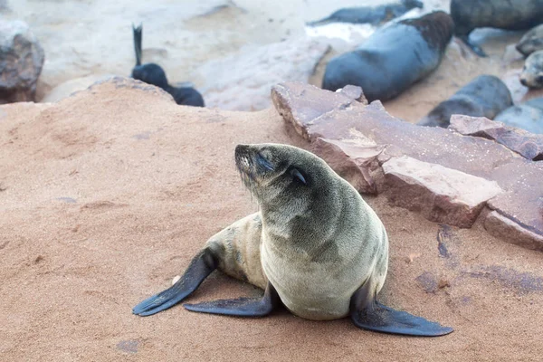 Colony of Eared Brown Fur Seals at Cape Cross, Skeleton Coast, Atlantic ocean, national park and Cape fur seals reserve protected area Namibia, South Africa, little baby fur seal on rookery close up