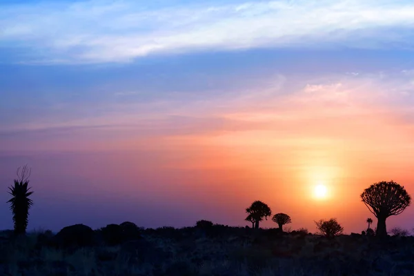 Beautiful African Bright Sunset Sky Landscape Quiver Trees Forest Silhouette — 스톡 사진