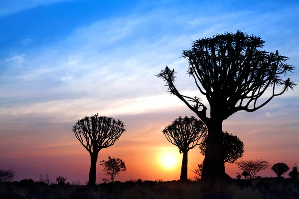 Силуэт Леса Колчанов Ярком Фоне Заката Великолепный Африканский Пейзаж Китманшупе — стоковое фото