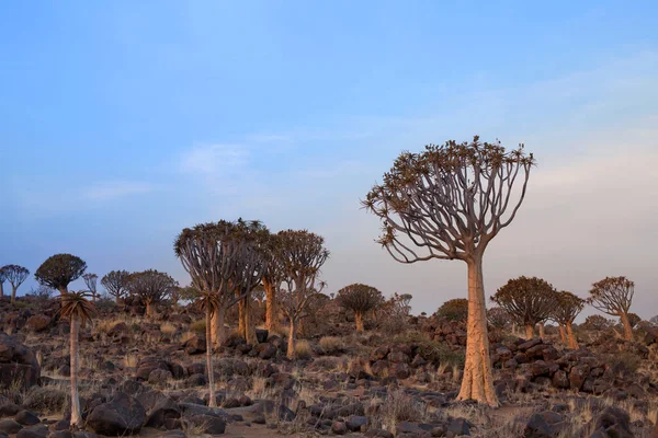 Quiver Trees Forest Blue Sky Background Paisagem Africana Keetmanshoop Namíbia — Fotografia de Stock