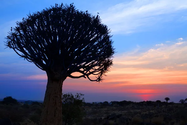 Quiver Tree Silhouette Bright Sunset Sky Background Magnificent African Landscape — 스톡 사진