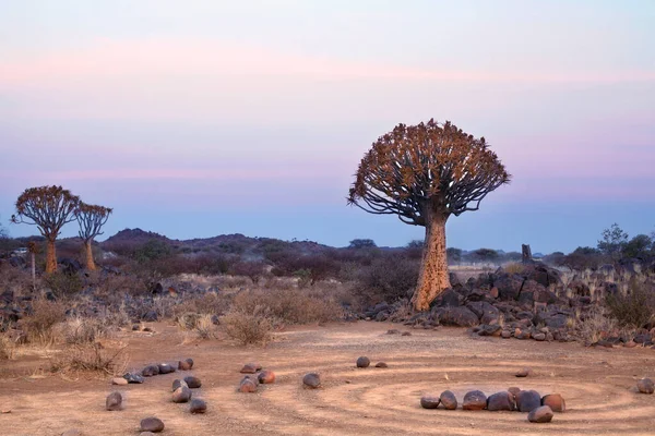 Quiver Tree Forest Blue Pink Twilight Sky Background Magic Stone — 스톡 사진