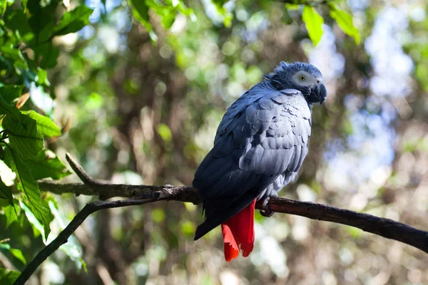 아프리카 앵무새 Psittacus Erithacus 배경에 꼬리를 회색앵무 나뭇가지에 앵무새 남아프리카 — 스톡 사진