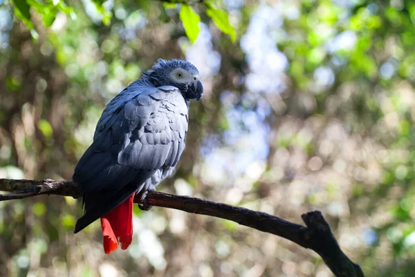 Afrikansk Grå Papegoja Eller Psittacus Erithacus Sitter Gröna Träd Bakgrund — Stockfoto