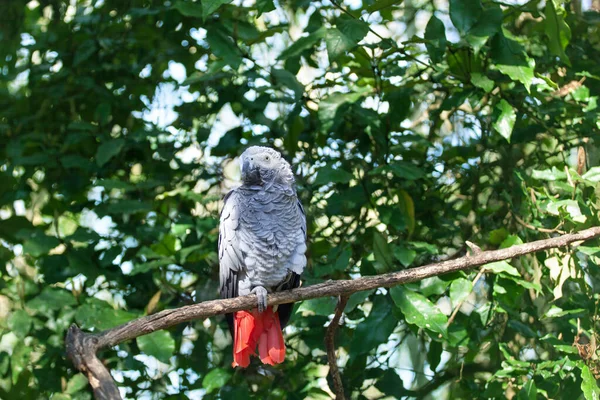 Afrikai Szürke Papagáj Vagy Psittacus Erithacus Zöld Háttér Közelről Szürke — Stock Fotó