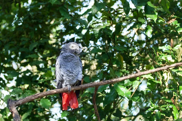 아프리카 앵무새나 Psittacus Erithacus 가까운 꼬리를 앵무새 나뭇가지에 남아프리카 공화국 — 스톡 사진