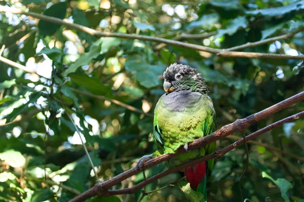 Zelené Tváře Papouška Conure Nebo Pyrrhura Molinae Sedí Zeleném Pozadí — Stock fotografie