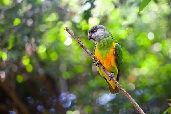 세네갈의 앵무새 포이케 나뭇가지에 누르스름 한색의 초록빛 남아프리카 공화국 서남아프리카 — 스톡 사진