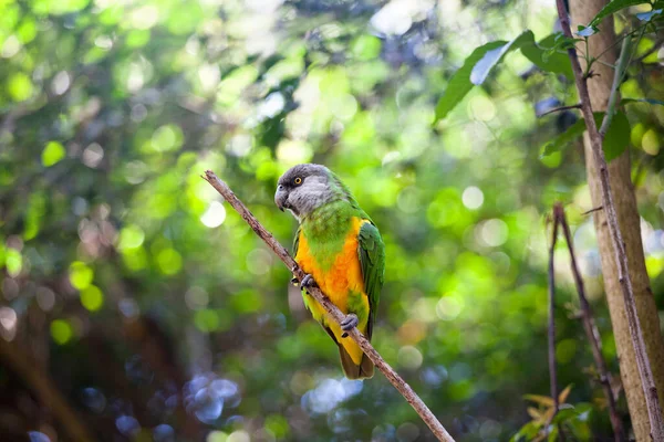 Senegal Loro Poicephalus Senegalus Sentado Sobre Fondo Verde Del Árbol —  Fotos de Stock