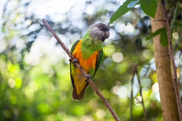 Senegal papağanı veya Poicephalus senegalus yeşil ağaç zeminine yakın oturan sarı ang yeşil papağanı ormandaki dala tünemiş, cennet kuşları havacılık parkı, Batı Burnu, Güney Afrika