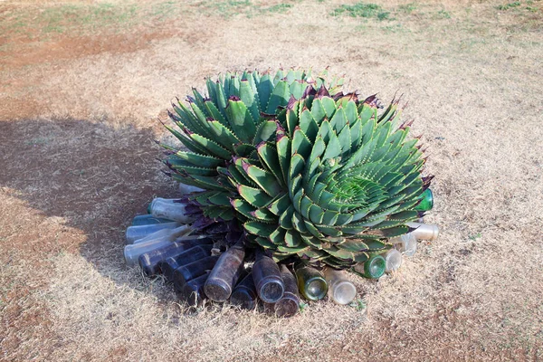 Aloe Polyphylla Vagy Spiral Aloe Közeli Gyönyörű Örökzöld Zamatos Virágzó — Stock Fotó