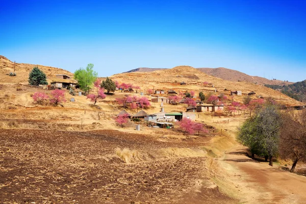 Schöne Hochlandlandschaft Drakensberg Berge Blühende Pfirsichbäume Rosa Blumen Dorf Gelbem — Stockfoto