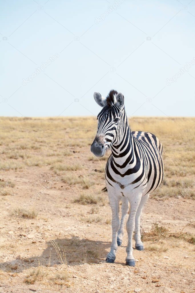 One beautiful zebra in savannah on blue sky background closeup, safari in Etosha National Park, Namibia, Southern Africa
