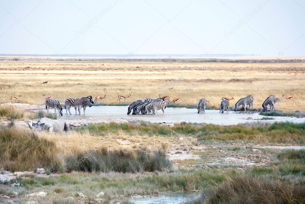 Herd of wild mammal animals ntelopes, zebras, rhinoceros drinking water at the lake on safari in Etosha National Park, Namibia, South Africa