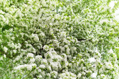 Çiçekli elma dalları beyaz çiçeklerle yakın plan, taze yeşil yapraklar bulanık arka plan, güzel bahar kiraz çiçekleri, çiçek açan sakura, bahar zamanı doğa, çiçek açan bahçe duvar kağıtları
