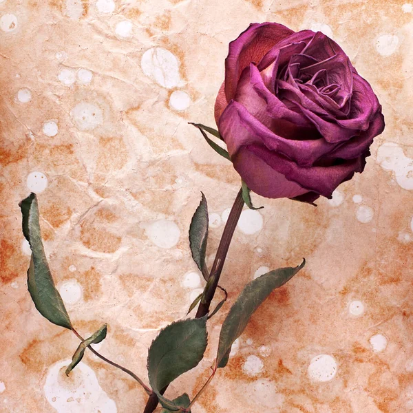 Une Fleur Rose Bordeaux Sur Fond Papier Vieilli Froissé Peint — Photo