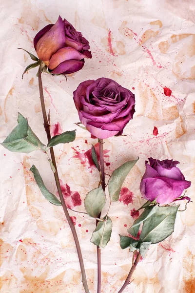 Drie Bordeaux Rozenbloemen Geschilderde Verfrommelde Papieren Achtergrond Van Dichtbij Geïsoleerd — Stockfoto