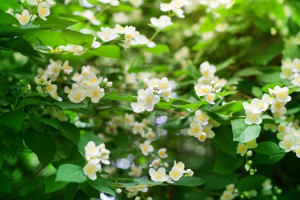 Vit Jasmin Blommor Blomma Gröna Blad Suddig Bakgrund Närbild Delikat — Stockfoto