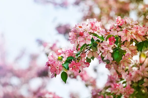 Roze Witte Bloemen Bos Met Groene Bladeren Bloeiende Appelboom Tak — Stockfoto