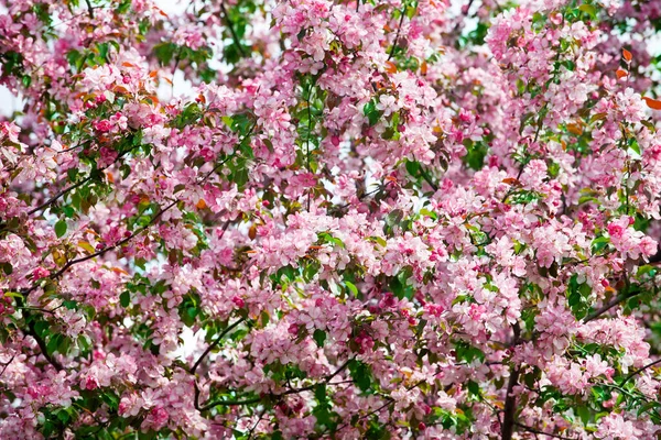 Blühende Äste Von Apfelbäumen Weißer Und Rosa Blütenstrauß Frische Grüne — Stockfoto