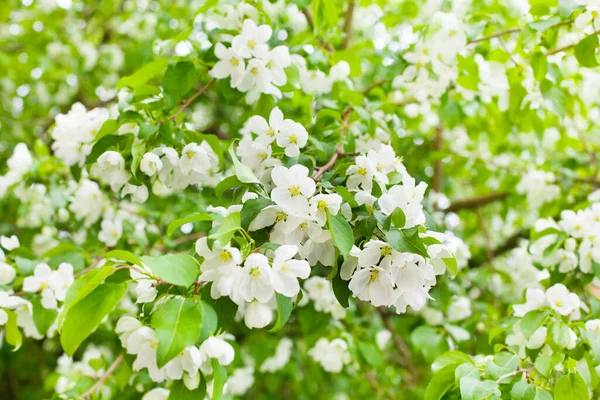 Appelboom Takken Wit Bloeiende Bloemen Close Frisse Groene Bladeren Wazig — Stockfoto